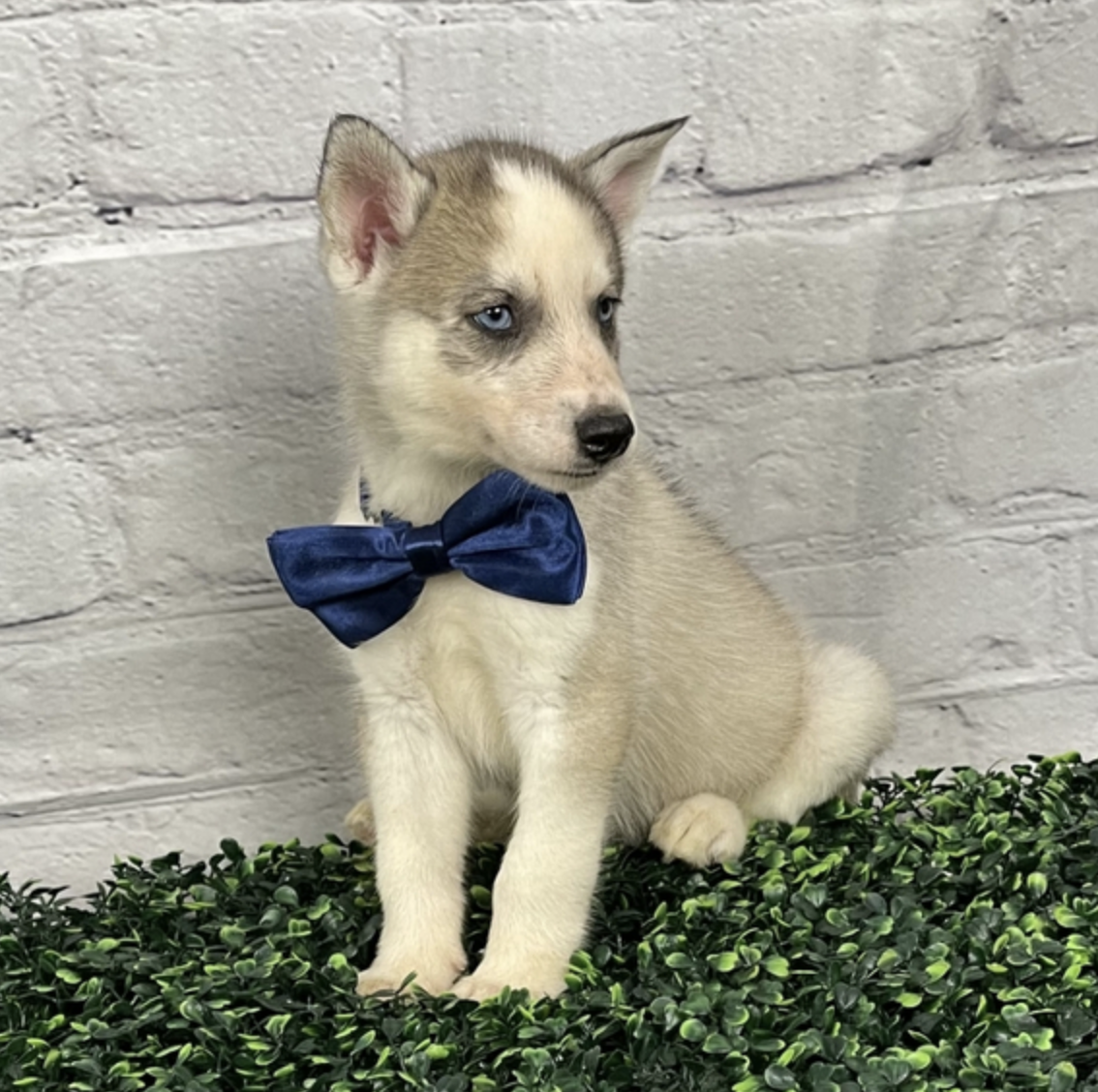 comprar cachorros sanos, baratos y asequibles para la venta